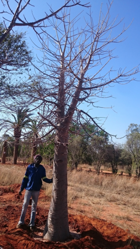 Baobab Trees